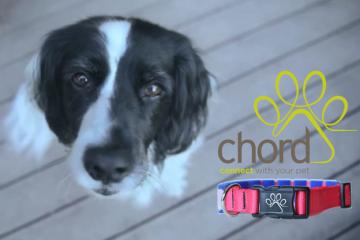 Chord Collar: Smart Pet Collar / Activity Tracker